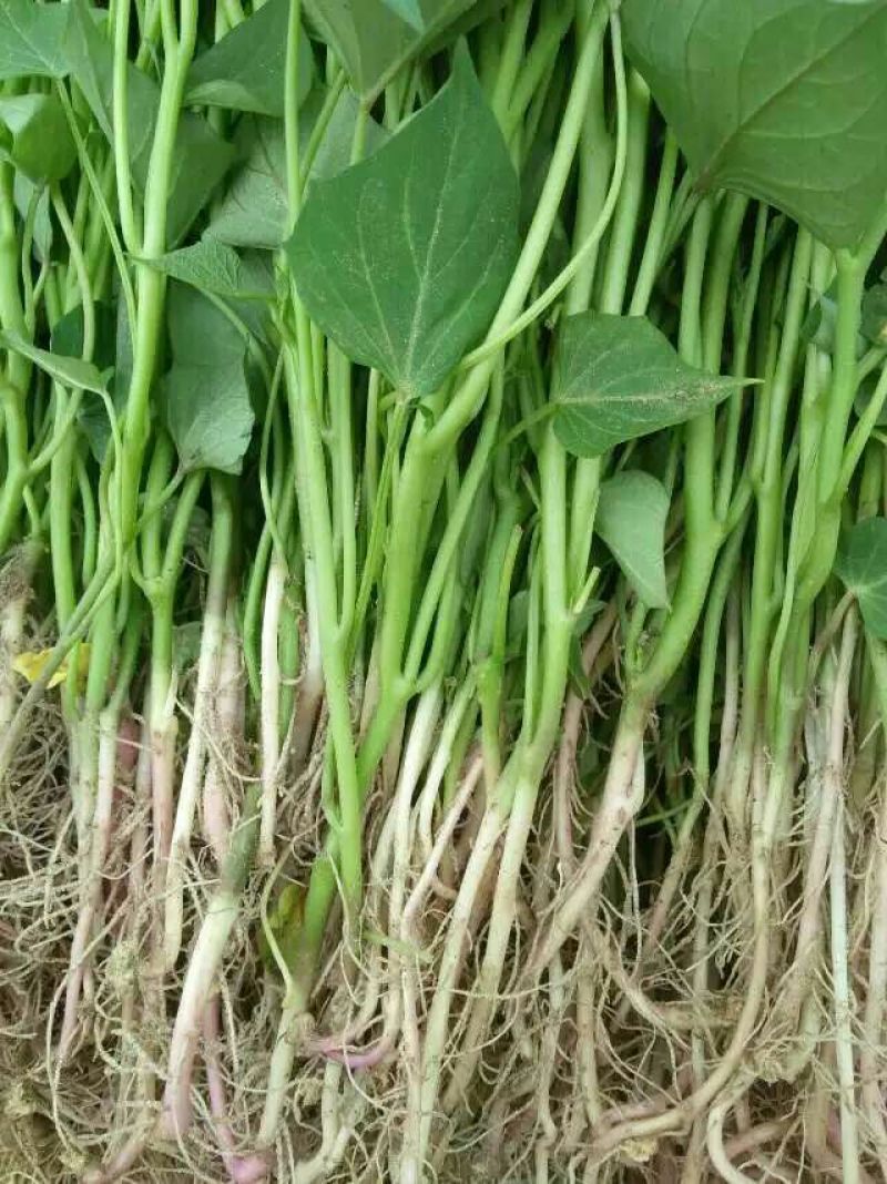 脱毒红薯苗，西瓜蜜，蜜薯苗，日本红瑶，甜蜜丝滑，榴莲蜜薯