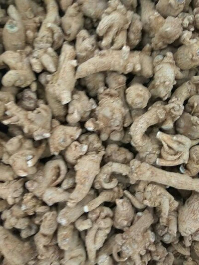 当季新货三七各种规格一手货源各种药材