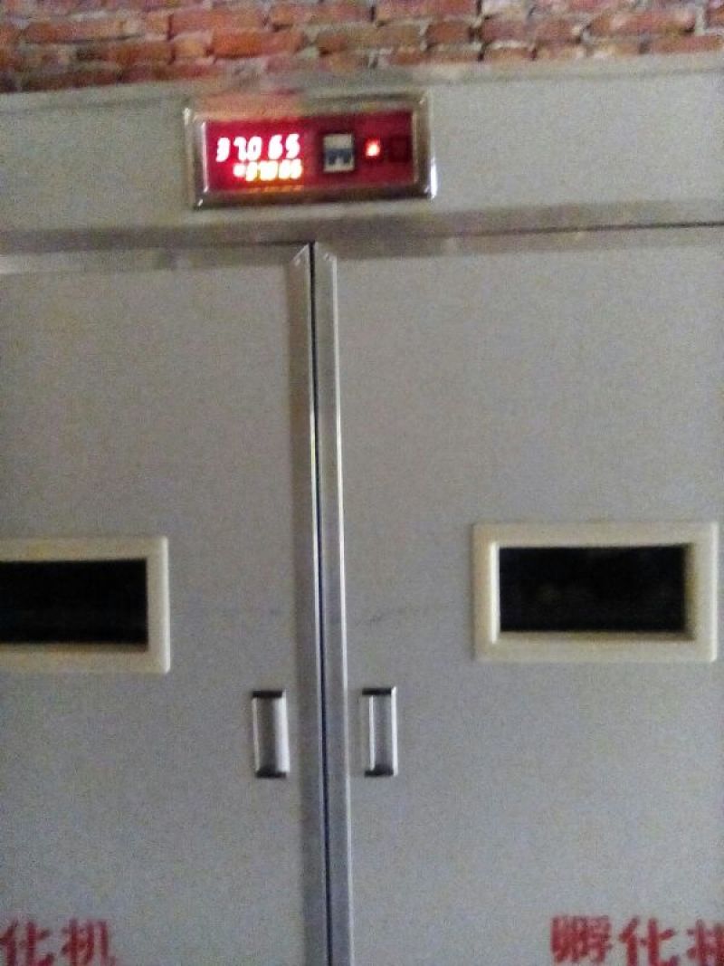 土鸡苗1斤以下