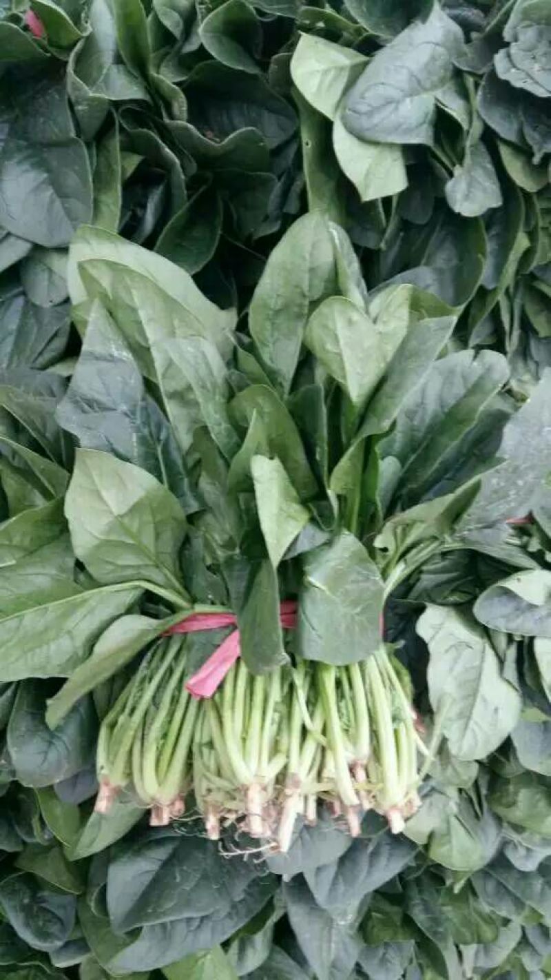 大叶菠菜
