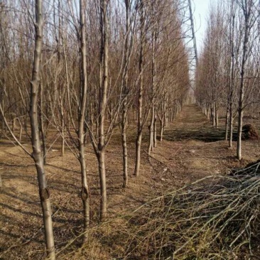 碧桃树4~6cm2.5~3米