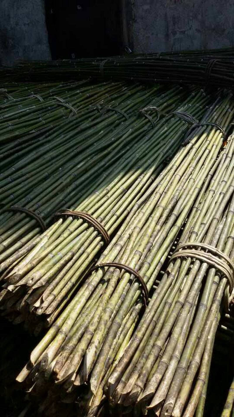 金竹1~2m