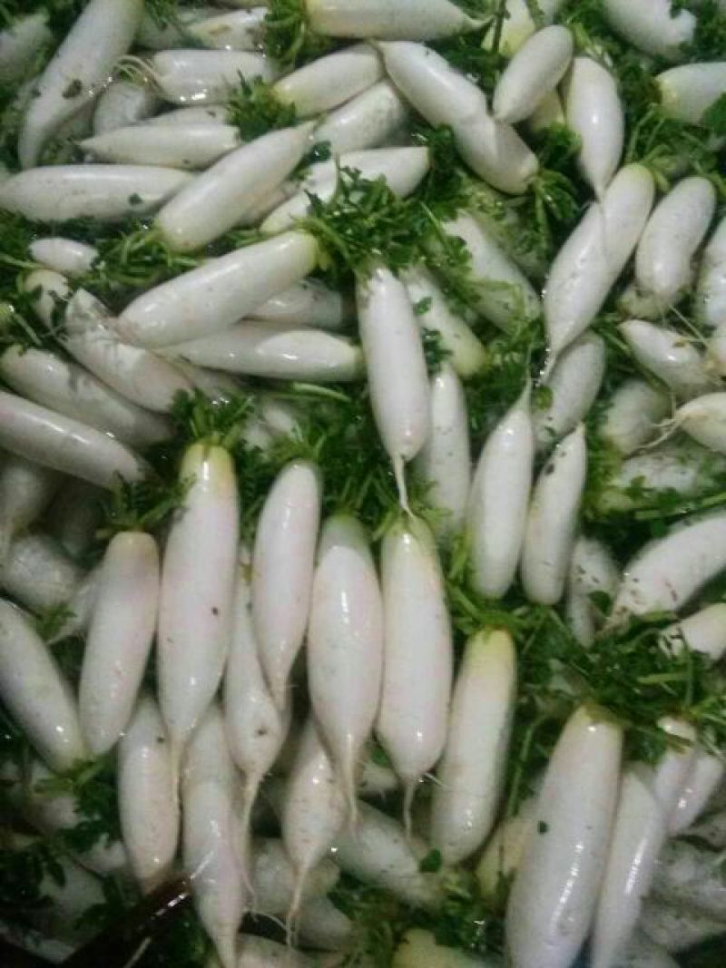 白萝卜1~1.5斤起