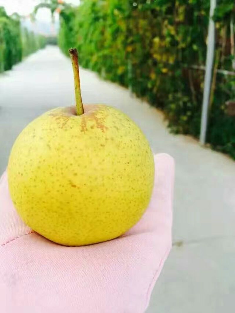 白梨150~200g光果