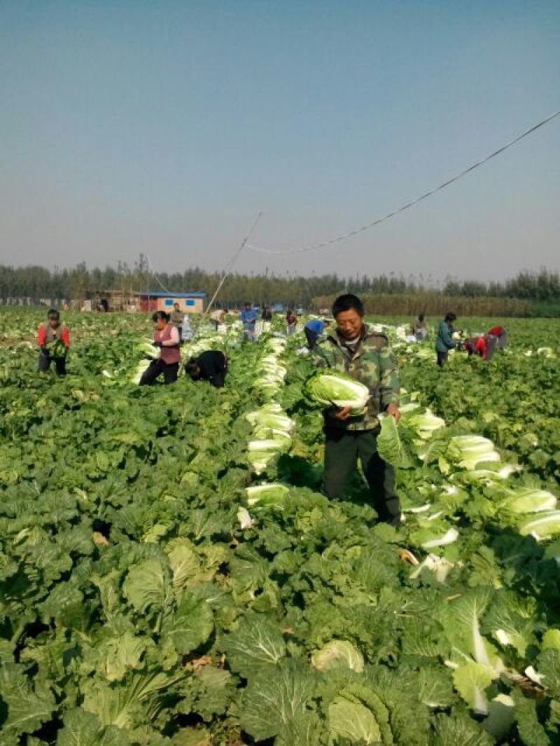 山东精品黄心白菜产地直销大量供应北京新三号大白菜4~6斤