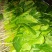 越冬菠菜20~25厘米