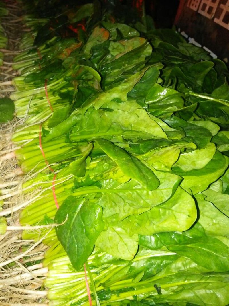 越冬菠菜20~25厘米