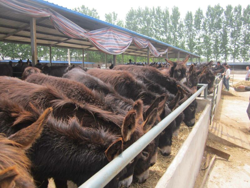 肉驴