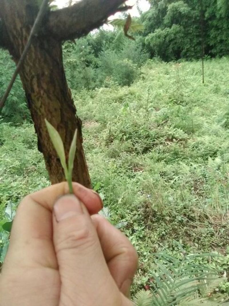 本山茶二级