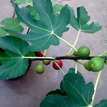 无花果树苗地栽盆栽南北方种植波姬红特大四季无花果当年结果