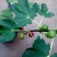 无花果树苗地栽盆栽南北方种植波姬红特大四季无花果当年结果