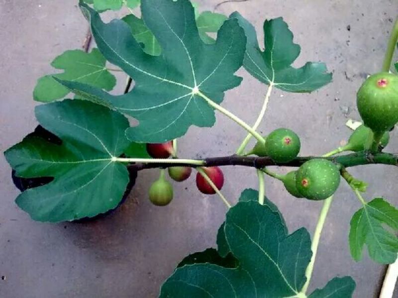 无花果树苗地栽盆栽南北方种植波姬红特大四季无花果当年结果