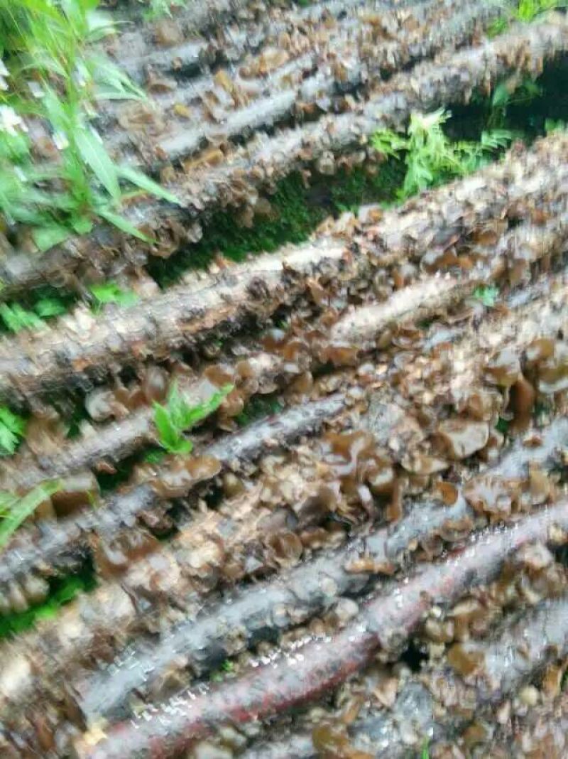 秋耳特级