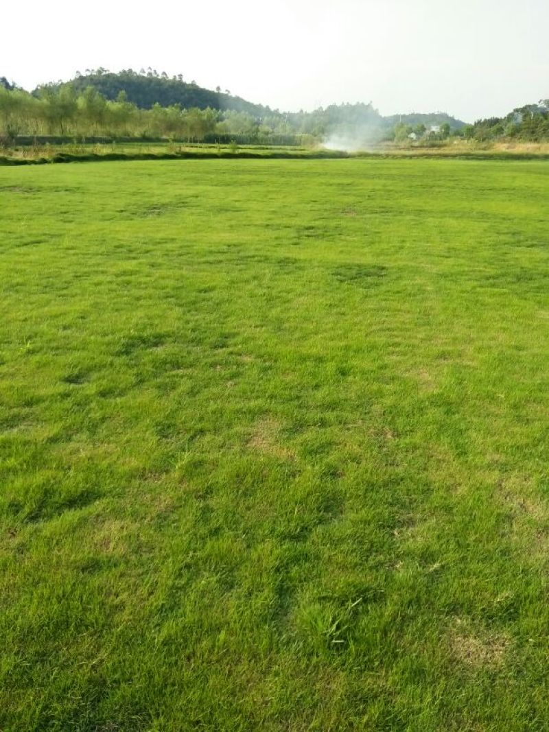 马尼拉草坪