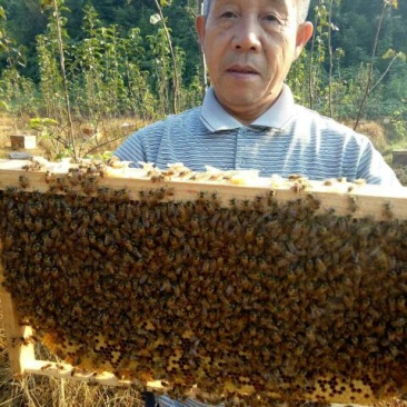 中蜂平箱装