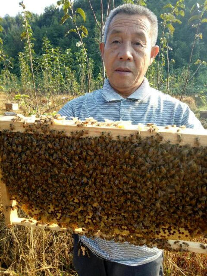 中蜂平箱装