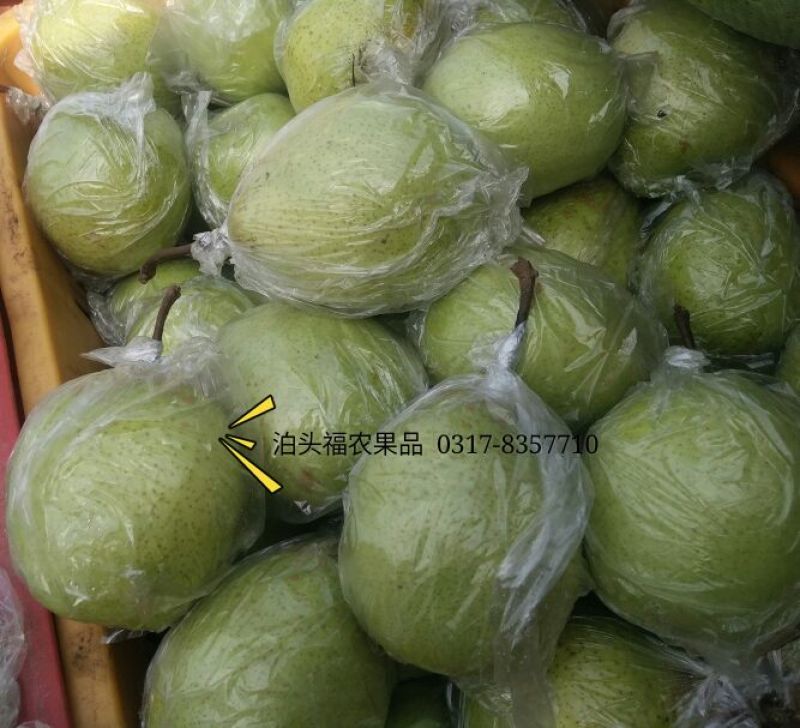 鸭梨200~250g膜袋