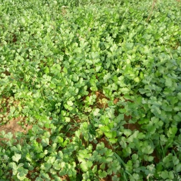黑叶菠菜15~20厘米
