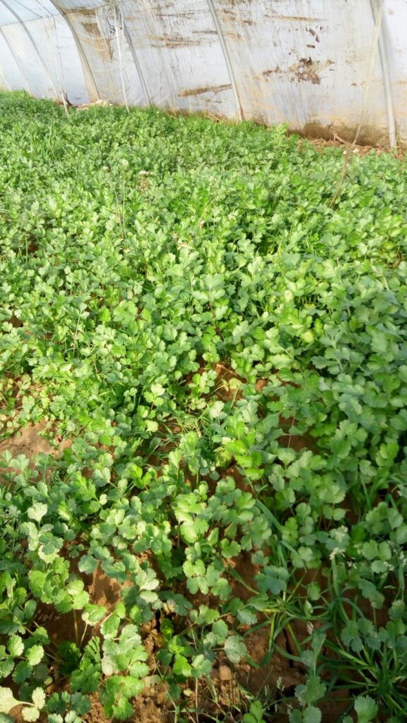 黑叶菠菜15~20厘米