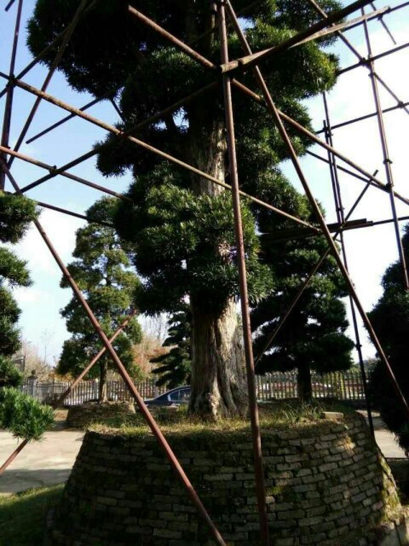 造型松14公分