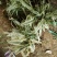 芦竹根花叶芦苇包邮1元一芽！可视频看货选货