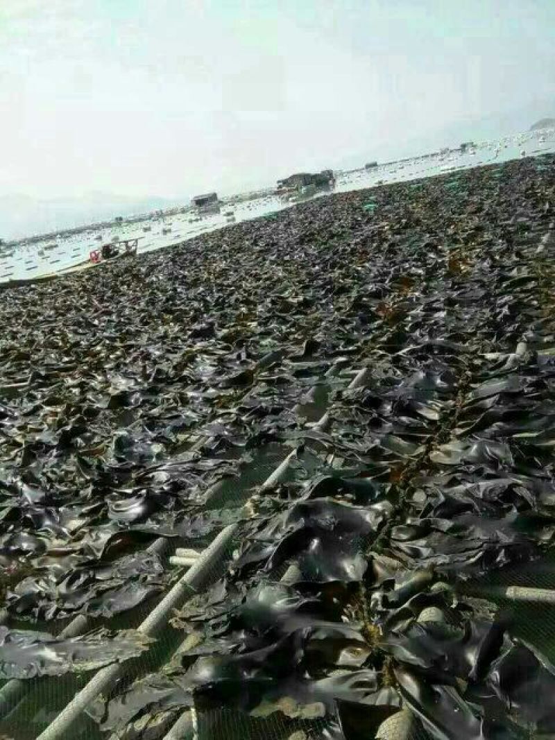 霞浦海带