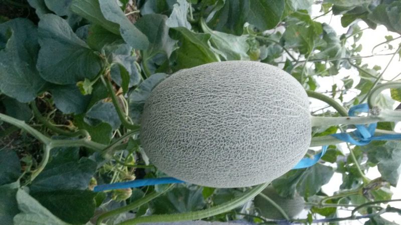 西州蜜瓜5斤以上椭圆形