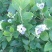 蓝莓8~10mm以上
