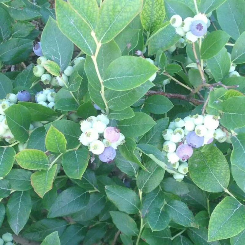 蓝莓8~10mm以上