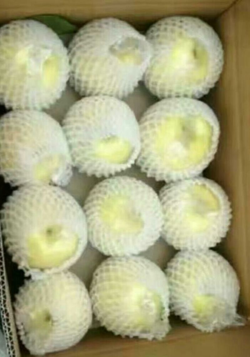 黄金梨150~200g纸袋