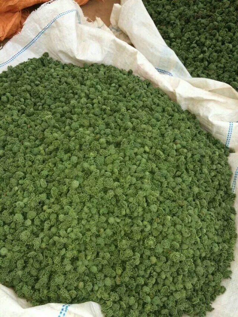 三七花带柄