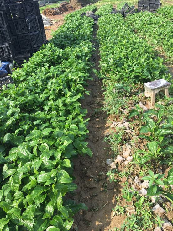 百香果树苗批发_徐坚锋供应_一亩田农业网