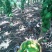 大青木瓜1~1.5斤