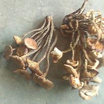 襄阳山上拣的茶树菇10cm野生的一包70斤包邮