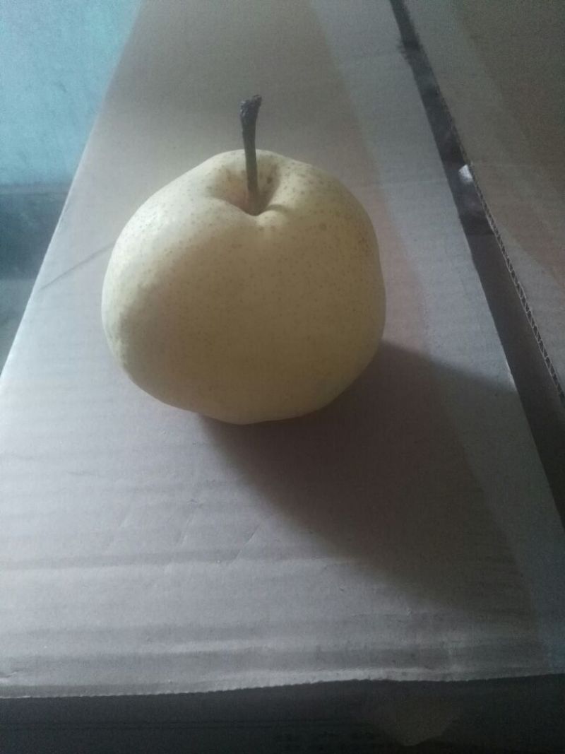 酥梨250~300g纸箱