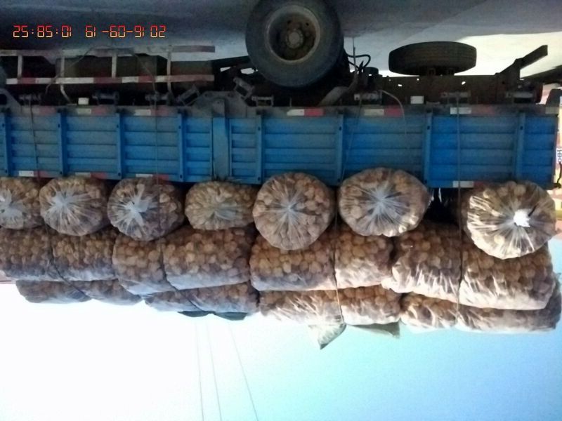 正宗东北大山林下精品手工采摘山野菌《猴头菇》5~7