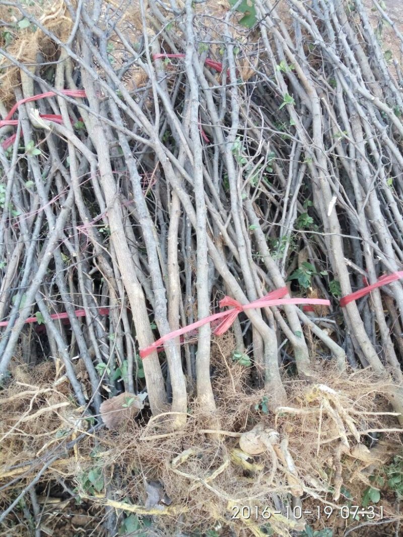 花椒苗2~3年