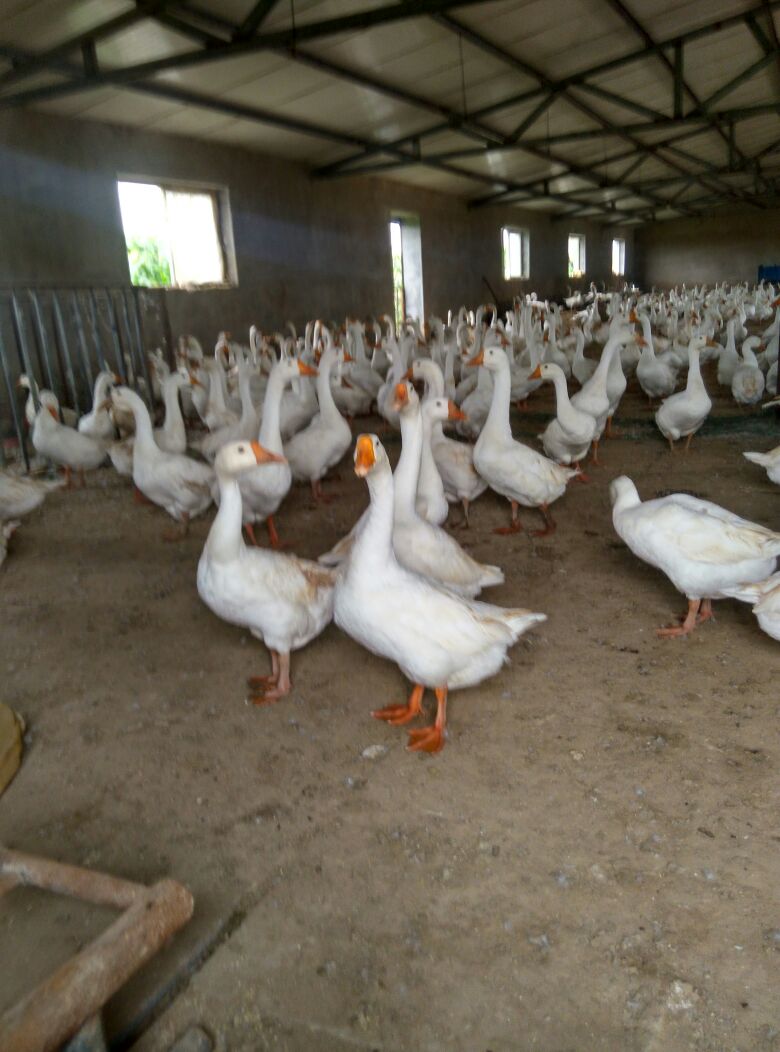 河南新乡市原阳县狮头鹅 8~10斤批发_刘云鹏