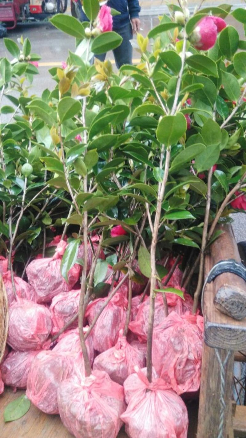 茶花树