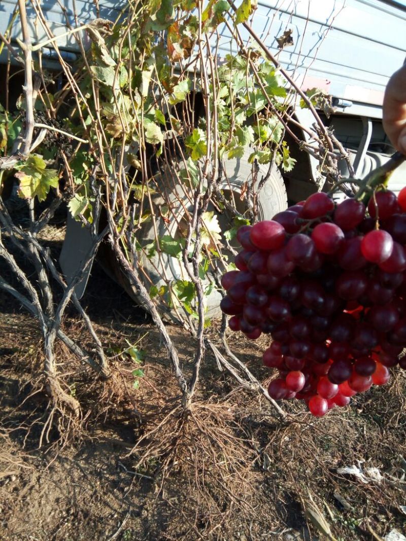 巨峰葡萄苗3年80~110cm