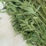 桃树苗金秋红蜜眼熟水蜜桃桃树苗嫁接桃树苗桃树原生苗