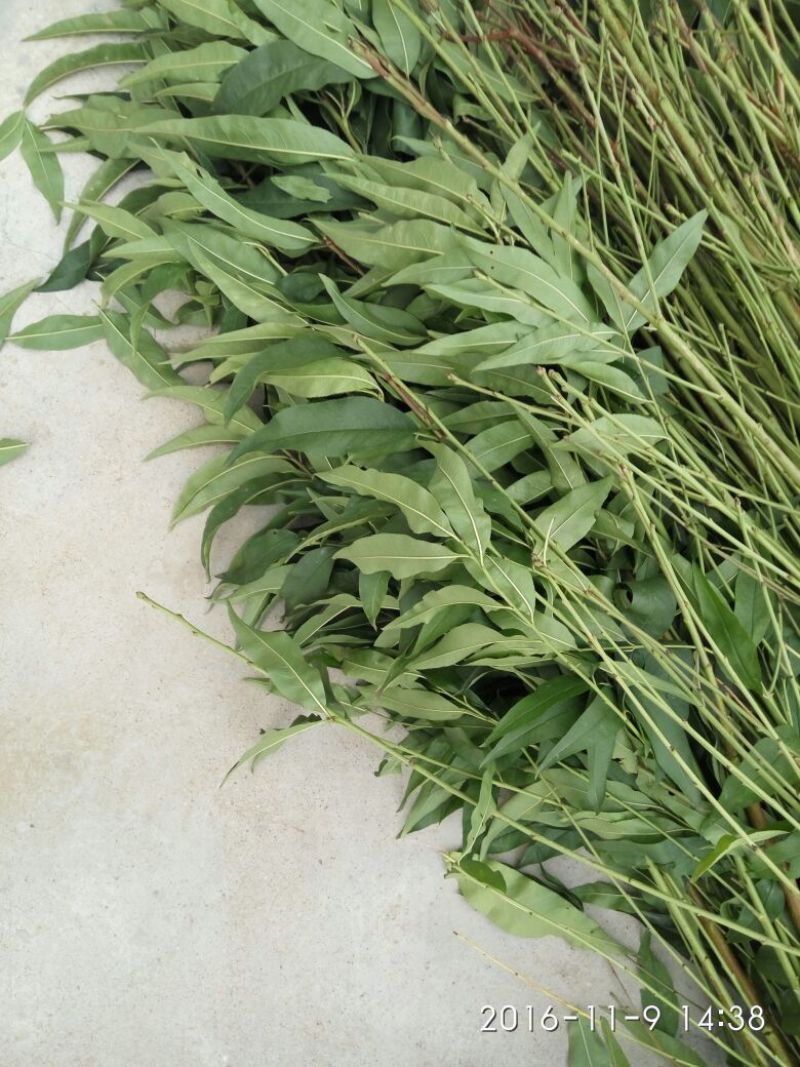 桃树苗金秋红蜜眼熟水蜜桃桃树苗嫁接桃树苗桃树原生苗