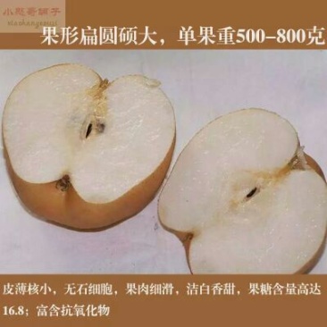 晚秋黄梨200~250g纸袋