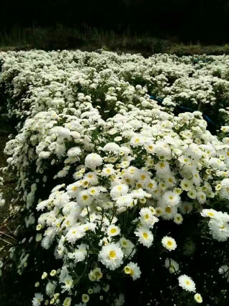 菊花茶开花