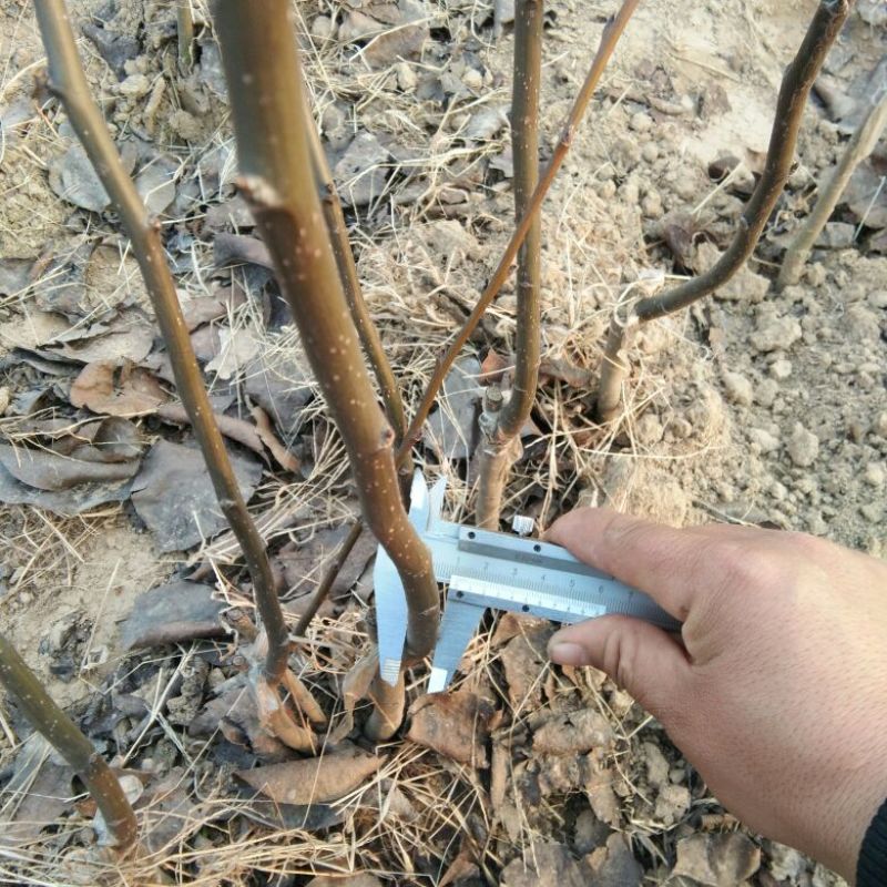 梨树苗0.8公分以上各种规格，秋月，晚秋，等品种都有