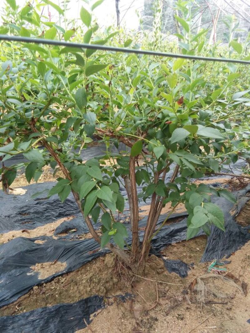 蓝莓苗50公分以上，1-3年蓝莓苗，需要的联系。