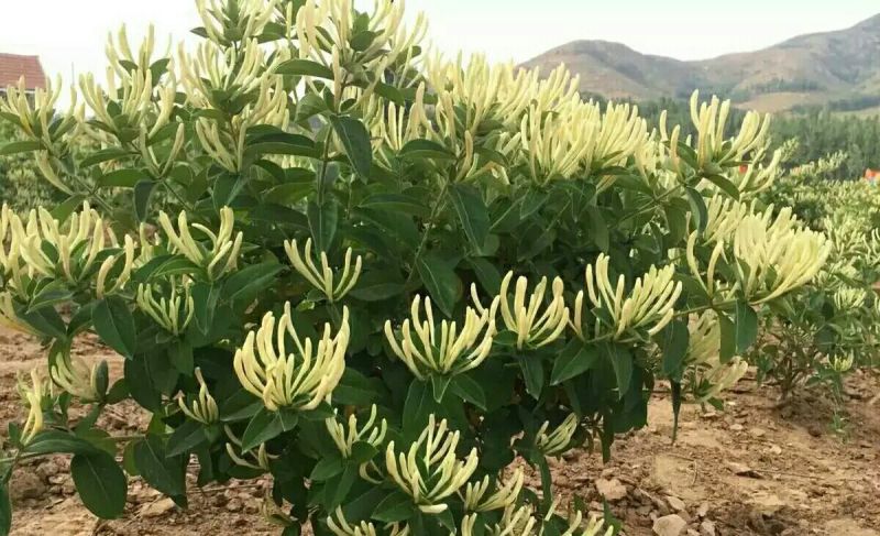 金银花苗