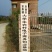 晚秋黄梨500~550g纸袋