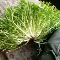 苦菊10~12cm