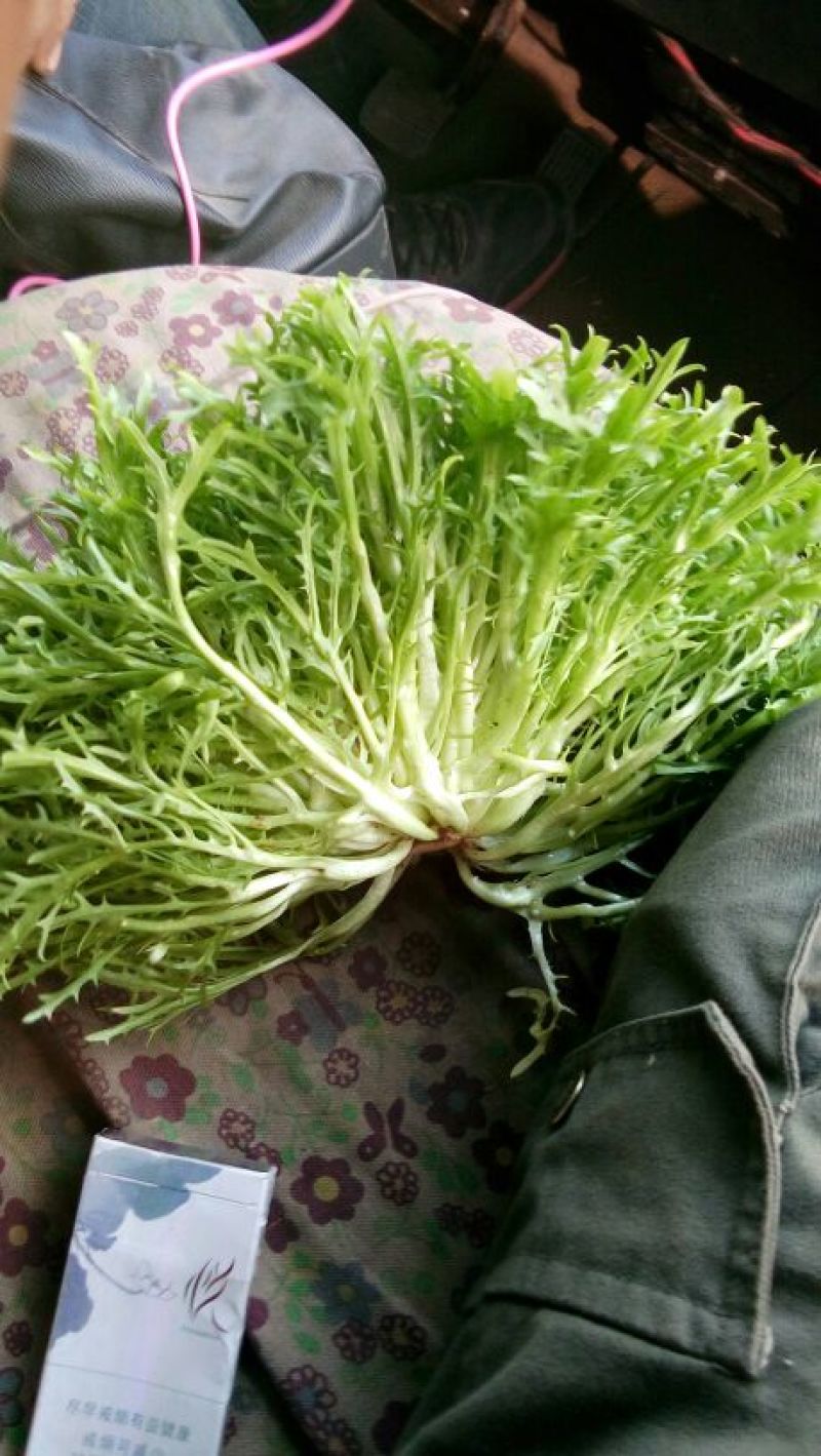 苦菊10~12cm